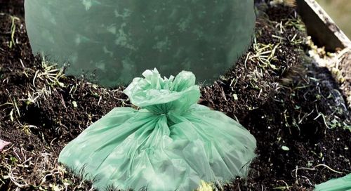 أخبار الشركة الأخيرة عن هل الكيسات البلاستيكية القابلة للتسميد قابلة للتحلل الحيوي؟